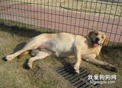 狗狗分娩前需要準備什么?