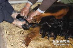 如何給狗狗助產 主人必知事項