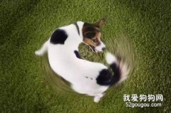 狗狗想咬尾巴一直轉圈代表什么