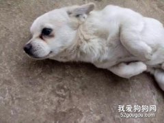 狗狗出現抽筋的原因癥狀以及注意事項