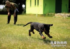 訓練狗狗口令手勢 口令要清晰手勢要簡單