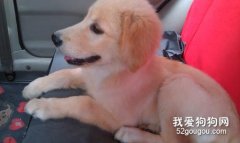 小金毛怎么看品相 這幾點教你挑選小金毛