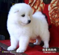 狗狗關節炎原因 關節炎這個問題可是不小呢