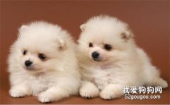 小狗拉稀的癥狀及治療