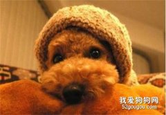 狗狗上吐下瀉不吃東西 需要斷食嗎