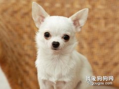 怎么訓練吉娃娃的膽量?