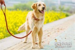 遛狗的時候一直沖 喚回訓練三步解決