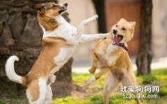 狗狗愛打架怎么回事 怎么糾正狗狗愛打架的問題