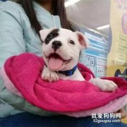 剛出生的狗沒有母乳怎么辦?