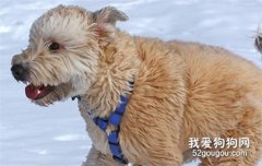 狗狗中暑的癥狀有哪些