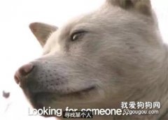 狗狗苦等主人三年，團聚后哭紅了眼...