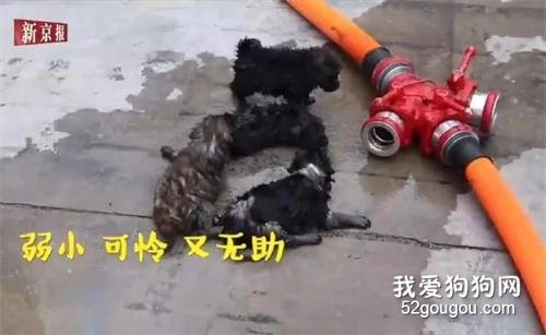 5只小奶狗困火場被消防員拯救，終和狗媽媽團聚…