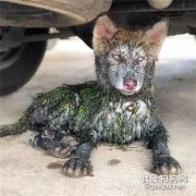 花200給二哈洗了個澡，沒到一個小時，被它逼瘋了