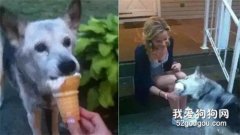 狗狗離世最后一天，主人給了它16年來一直想要的禮物！