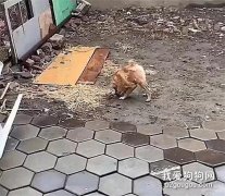 公園里發現了一只奇怪猴子，卻長了張狗臉...