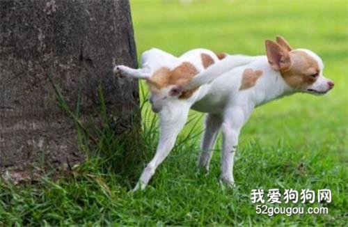 狗狗总是挠咬
