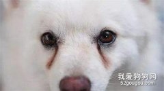 狗狗淚痕嚴重的幾大原因,你都知道嗎?
