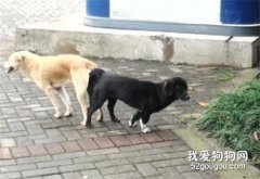狗狗怎么配種？狗狗交配的正確方法