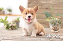 柴犬日常護理有哪些？