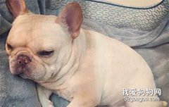 狗狗便秘拉不出來怎么辦?