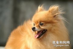 狗狗貧血吃什么 注意補充營養