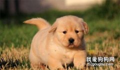 幼犬一次喂多少板藍根