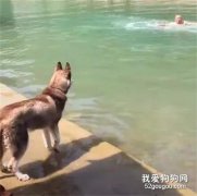 假裝溺水以為二哈會營救，眼淚都準備好了，結果...