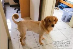 說好的修毛怎么變成全部剃光！這讓狗狗如何去見江東父老