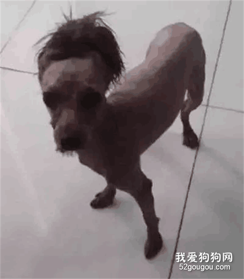 狗子下鄉大變樣，它親媽可能都認不出來了...