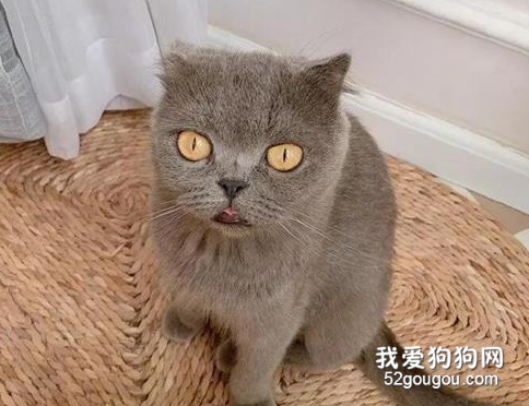主人問貓為什么把小貓寶寶叼到洗衣機里，結果它這表情，笑屎了！