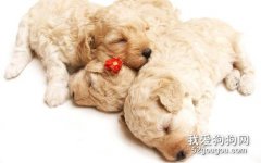 導致狗狗膿皮癥的原因是什么？