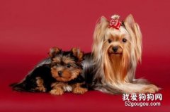 犬眼蟲病病因癥狀和治療方法