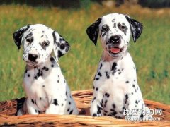 犬鞭蟲診斷要點以及防治措施
