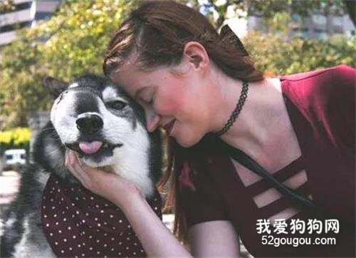 哈士奇鼻子長得越來越搞笑，到醫院一查...主人痛哭不已！