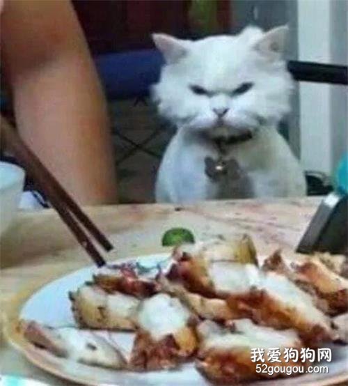 網友在吃飯還拍照，而邊上貓的表情說明了一切，哈哈好兇！