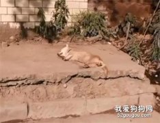 狗狗被砍斷四肢扔路邊暴曬慘死...一定要嚴懲惡魔！