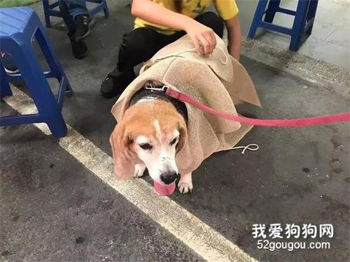 15歲狗狗為主人披麻戴孝，一個月后...