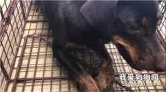 狗狗忍著腳傷，誕下13只可愛的寶寶