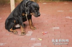 狗狗喜歡撿地上東西吃怎么辦？