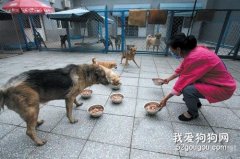 給流浪狗喂食禁忌有哪些？