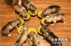 小狗喂食間隔多久一次？
