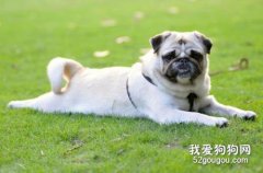 犬肺吸蟲病診斷要點和防治措施