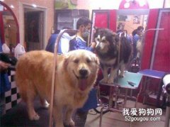 狗狗為什么不愿意去寵物店?