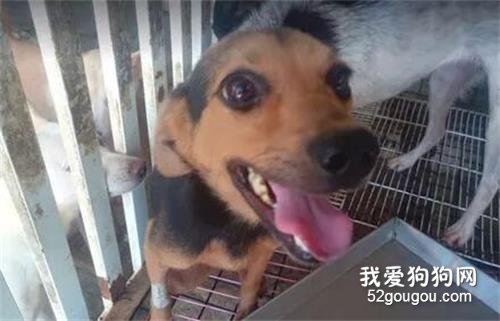 狗子被眼鏡蛇咬死，主人哭了一個晚上，沒想到隔天竟看見它在草地上玩耍！