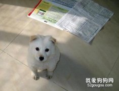 小狗亂拉屎拉尿怎么教 訓練要從小進行