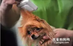 狗狗毛发打结怎么处理？