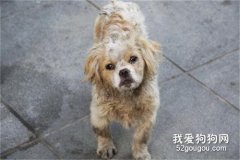 狗狗被拋棄后會去哪 不要再隨便拋棄狗狗了