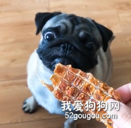 巴哥智商低？別瞎說，人家那是憨