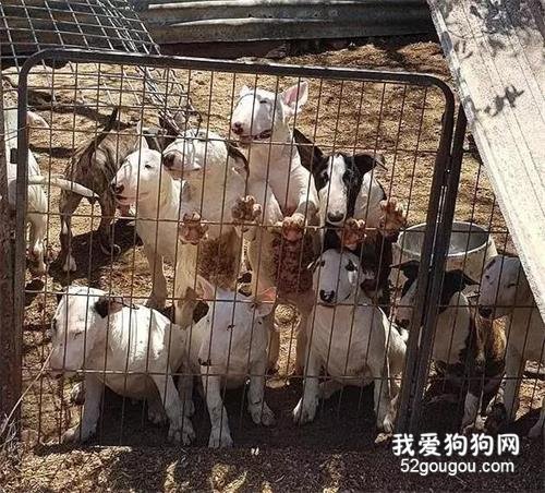 110只狗慘被虐待！將它們關在滿地糞便尿液囚牢的女主人獲刑兩年