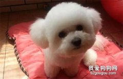 養了五年的狗狗送給朋友，數年后再見狗狗，它竟然哭了！
